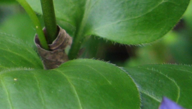 Vinca major / Pervinca maggiore