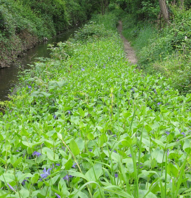 Vinca major / Pervinca maggiore