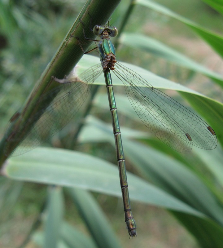 Chalcolestes viridis o parvidens