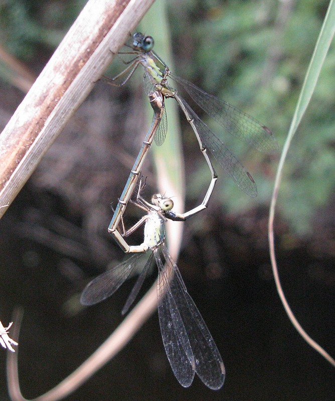 Chalcolestes viridis o parvidens