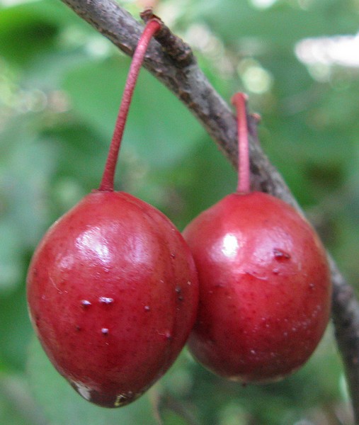 Arbusto delle Rosacee: ciliegio?