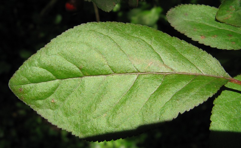 Arbusto delle Rosacee: ciliegio?