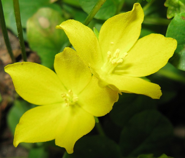 Lysimachia nummularia / Mazza d''oro minore