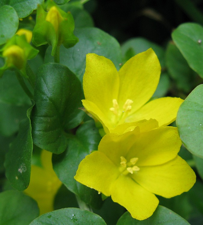 Lysimachia nummularia / Mazza d''oro minore