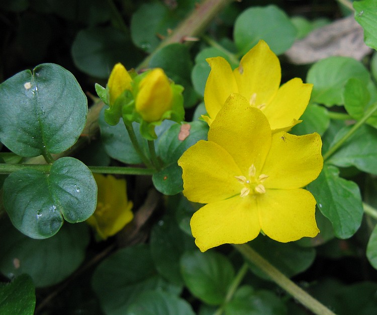 Lysimachia nummularia / Mazza d''oro minore