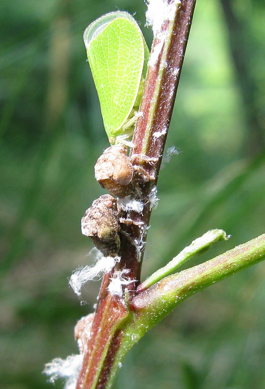 Acanalonia conica