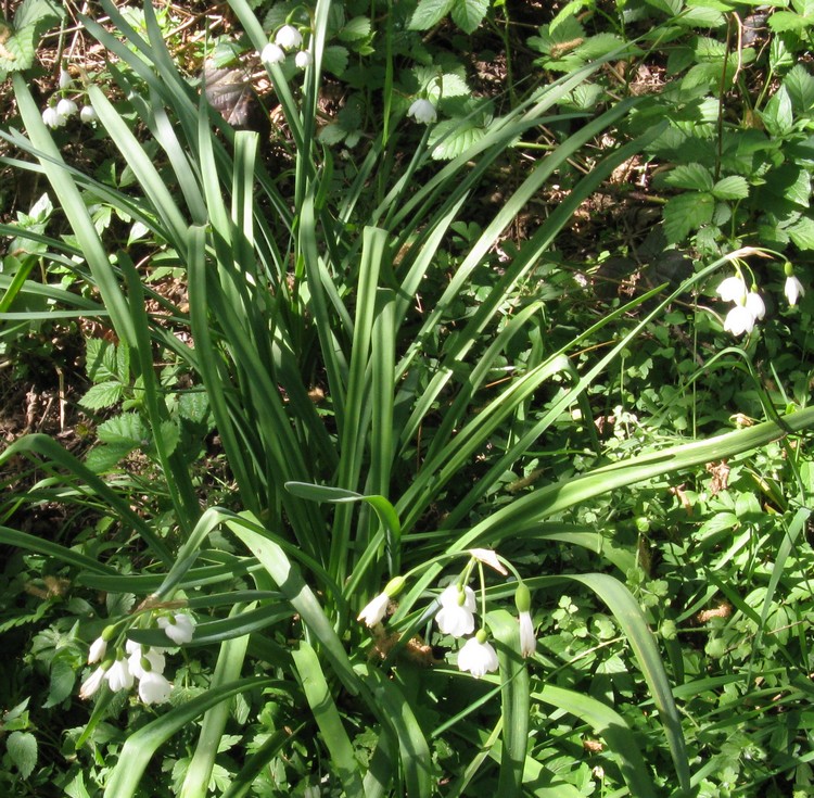 Leucojum aestivum/campanellino estivo