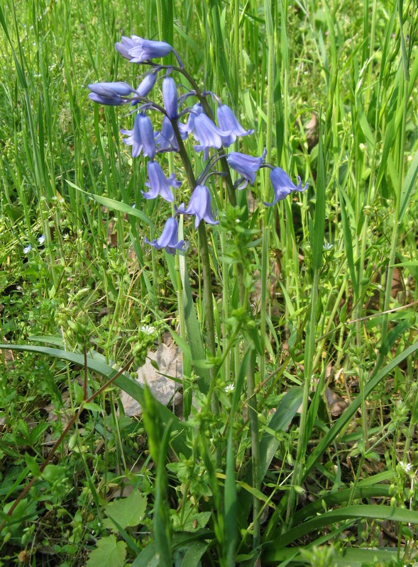 Hyacinthoides non-scripta