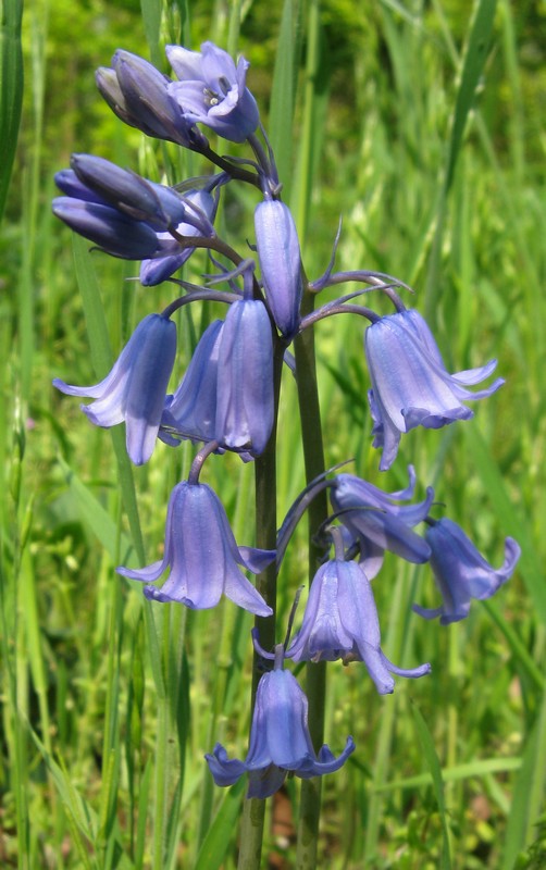 Hyacinthoides non-scripta