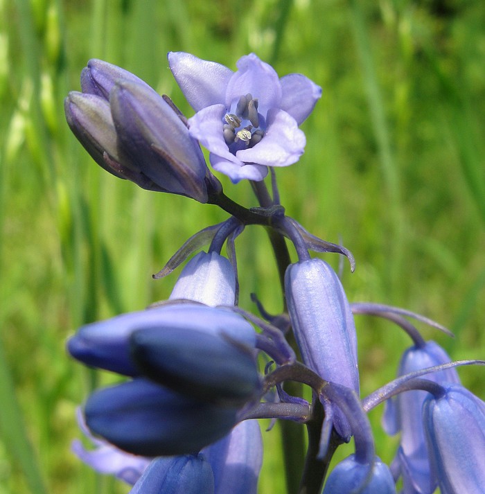 Hyacinthoides non-scripta