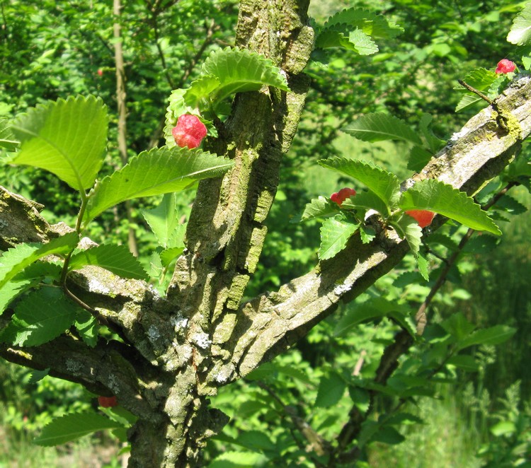 Afidi galligeni