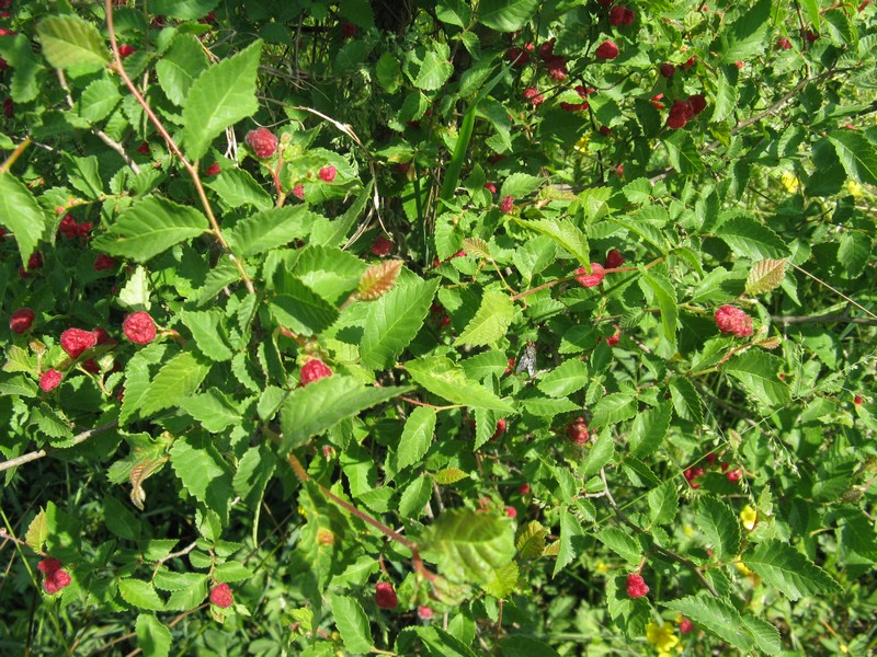 Afidi galligeni