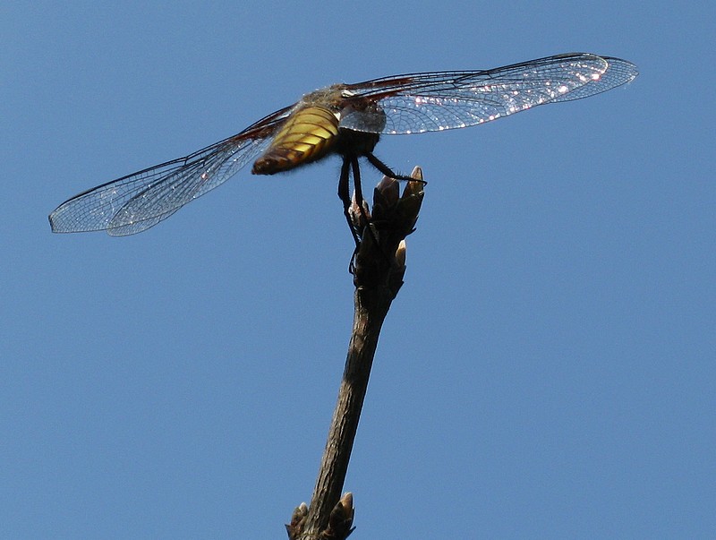 Libellula depressa femmina?
