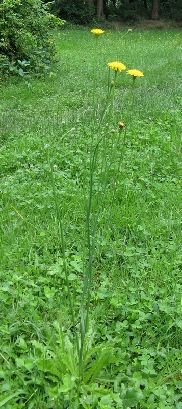 Hypochaeris radicata / Costolina giuncolina
