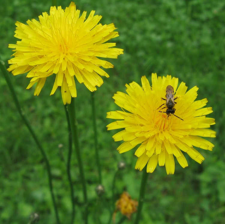Hypochaeris radicata / Costolina giuncolina