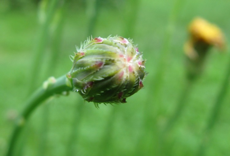 Hypochaeris radicata / Costolina giuncolina