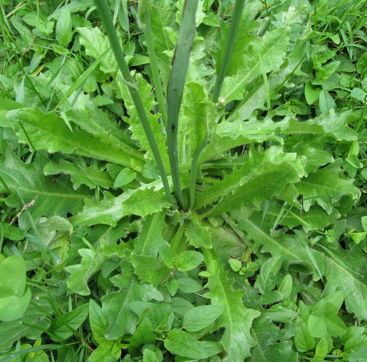 Hypochaeris radicata / Costolina giuncolina
