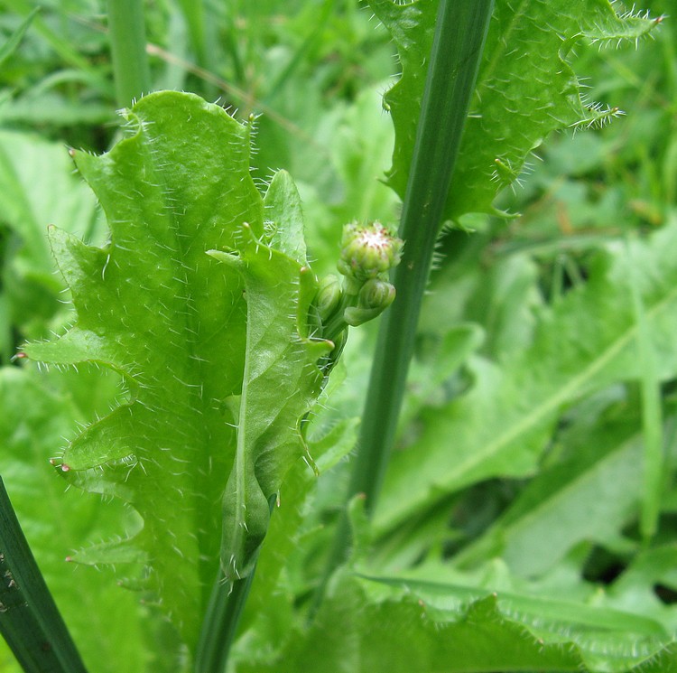 Hypochaeris radicata / Costolina giuncolina