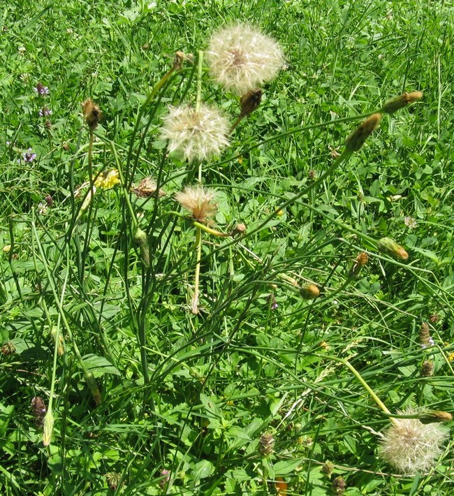 Hypochaeris radicata / Costolina giuncolina