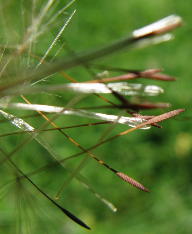 Hypochaeris radicata / Costolina giuncolina