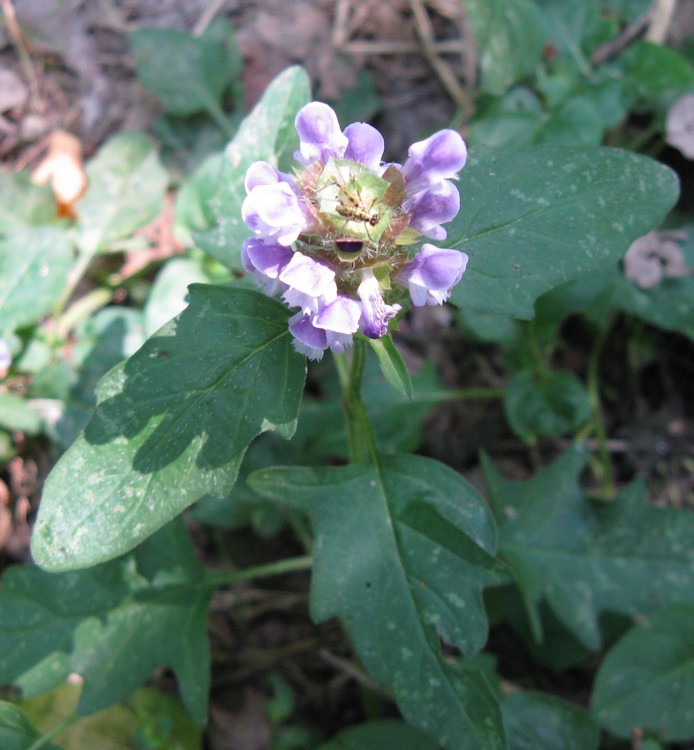 Fiori al Caloggio - Prunella vulgaris
