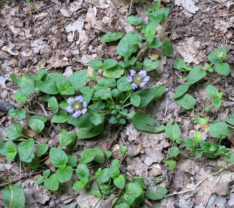Fiori al Caloggio - Prunella vulgaris