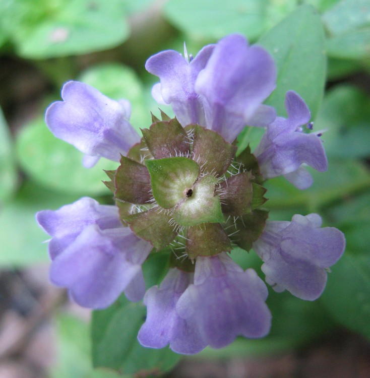 Fiori al Caloggio - Prunella vulgaris