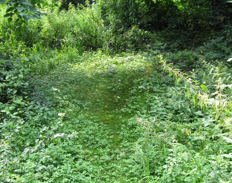 Erba in zona umida - Potentilla cfr. reptans