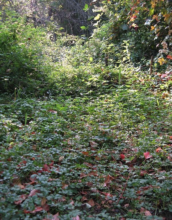 Erba in zona umida - Potentilla cfr. reptans