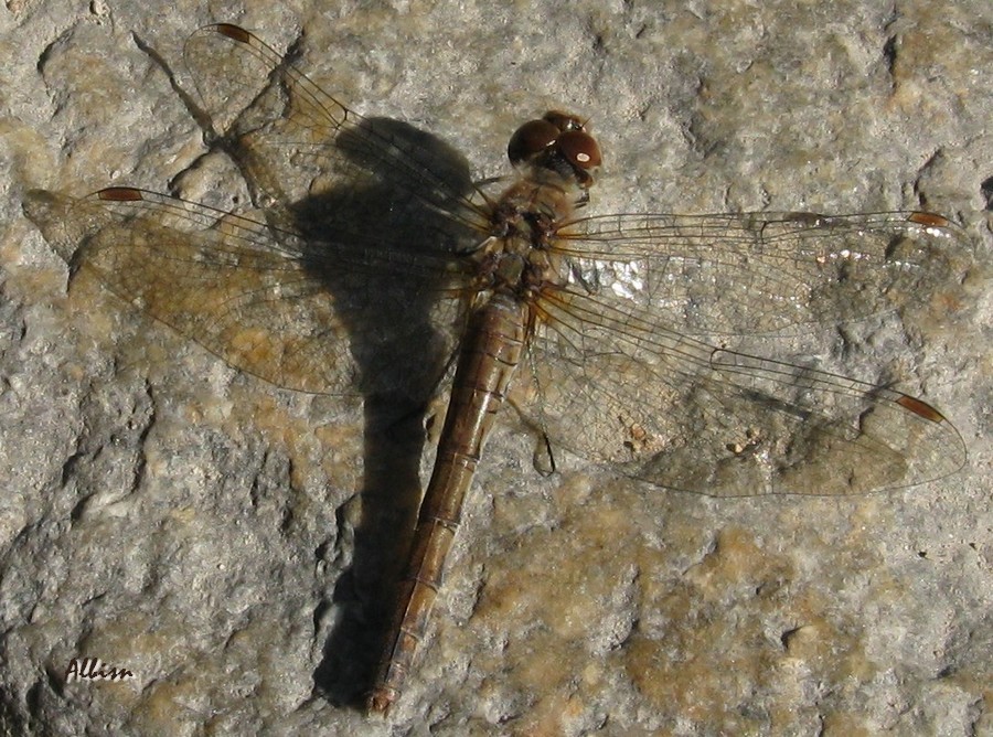 Sympetrum striolatum?