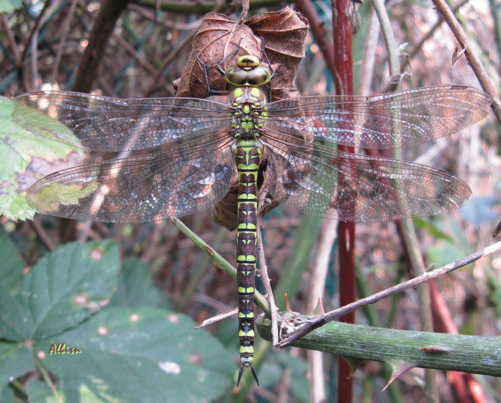 Aeshna cyanea femmina al Caloggio