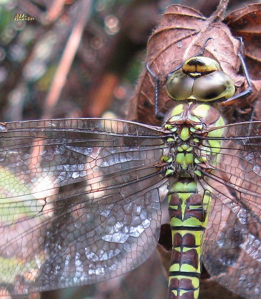 Aeshna cyanea femmina al Caloggio