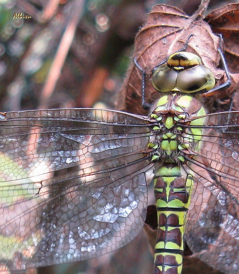 Aeshna cyanea femmina al Caloggio