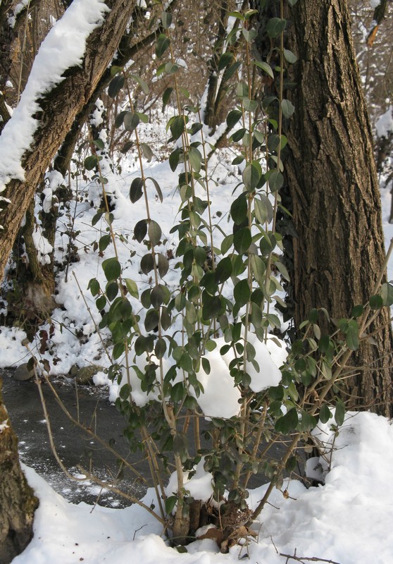 Gelo feb ''12:  effetti sulla vegetazione
