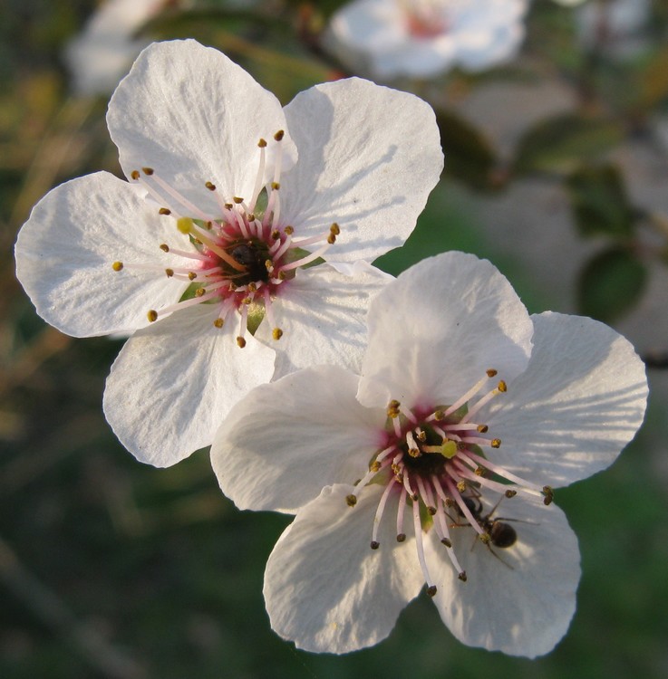 Arbusto delle Rosacee: ciliegio?
