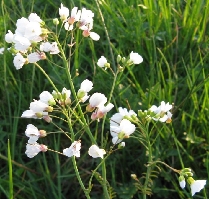 Cardamine matthioli / Billeri di Matthioli