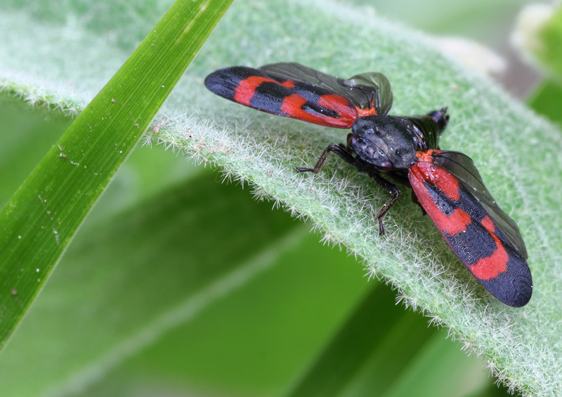 Cercopis sanguinolenta? No, Haematoloma dorsatum