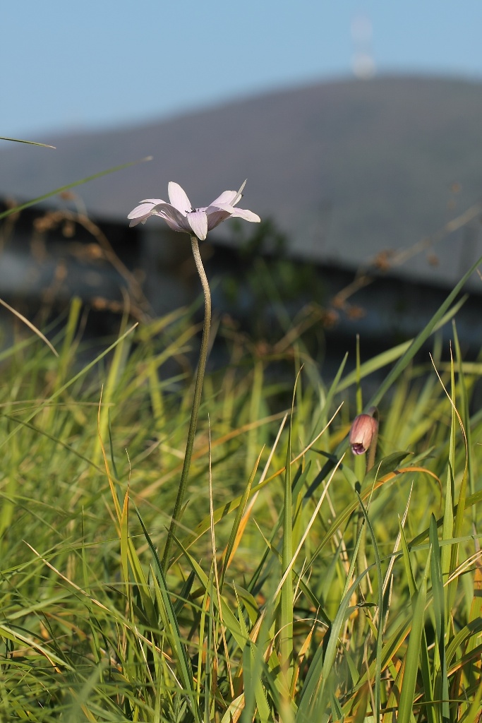 Anemone hortensis