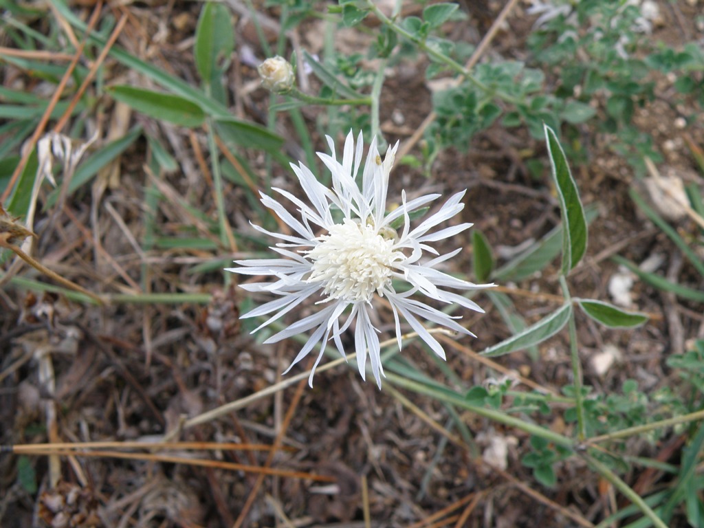Fiocchi di neve: Centaurea jacea subsp. jacea ?