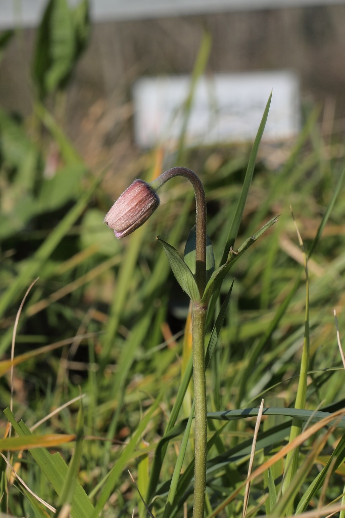 Anemone hortensis