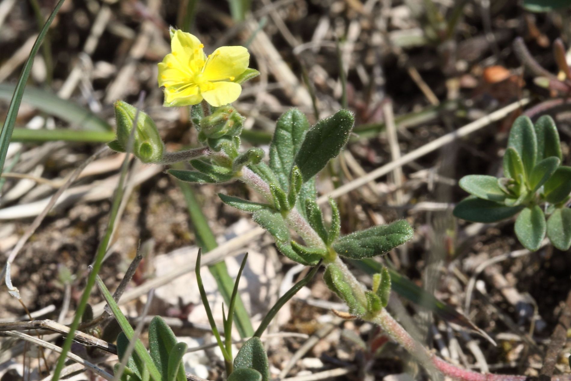 Helianthemum salicifolium / Eliantemo annuale