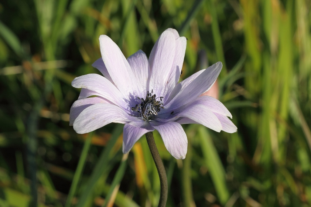 Anemone hortensis