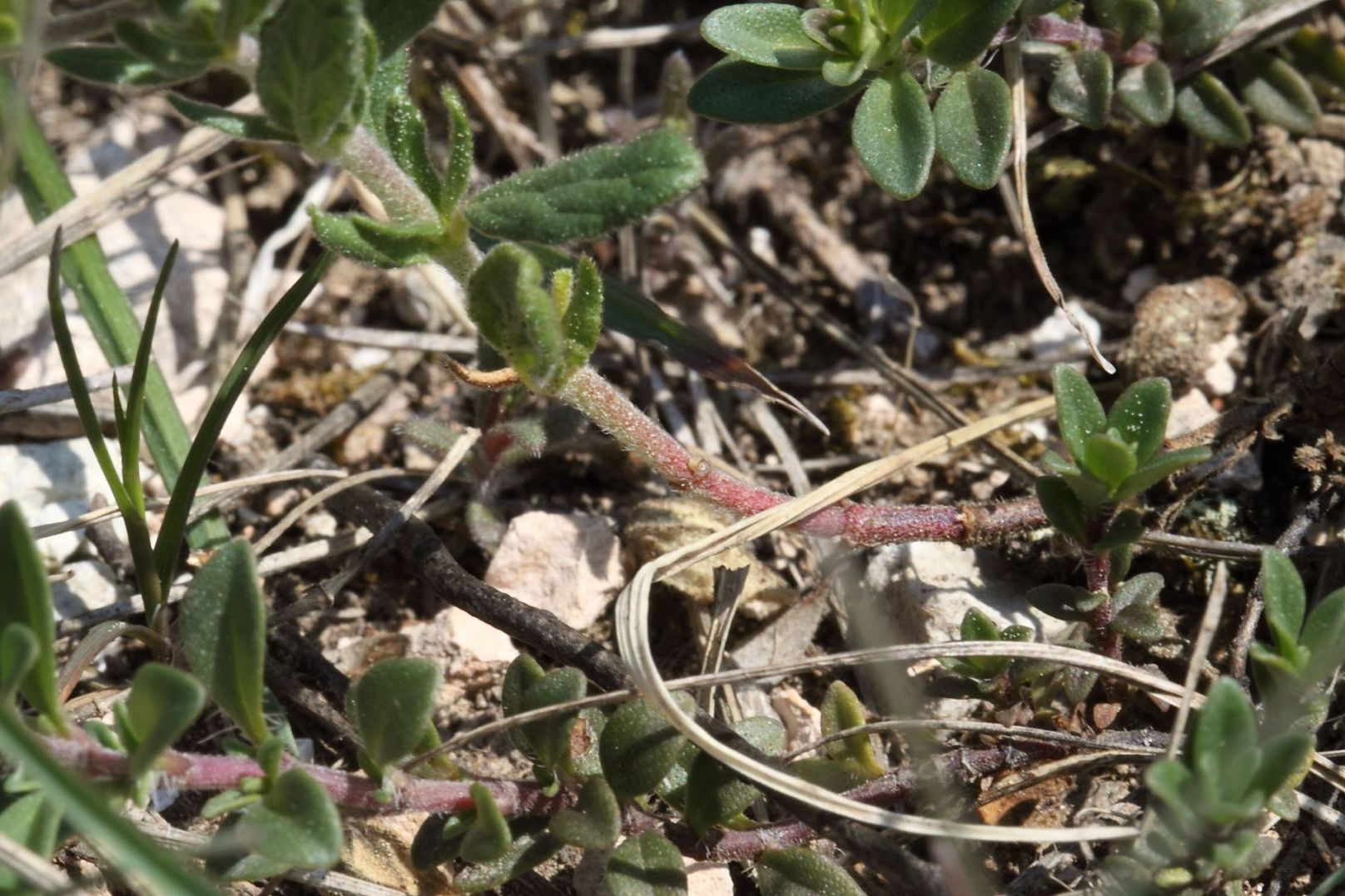Helianthemum salicifolium / Eliantemo annuale