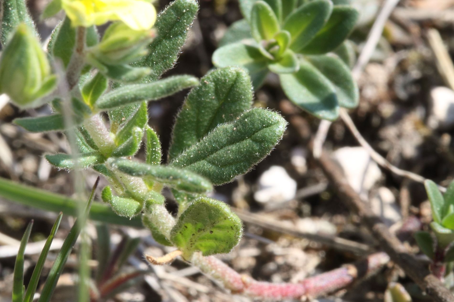 Helianthemum salicifolium / Eliantemo annuale