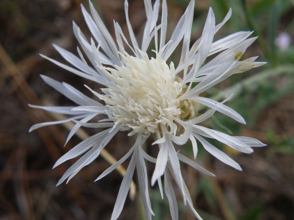 Fiocchi di neve: Centaurea jacea subsp. jacea ?