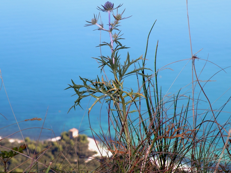 Baia di Portonovo