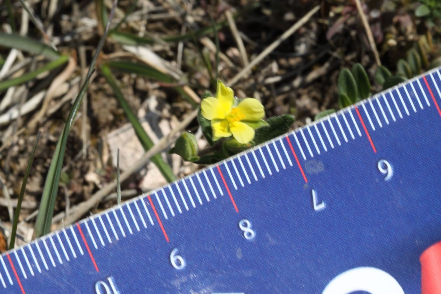 Helianthemum salicifolium / Eliantemo annuale