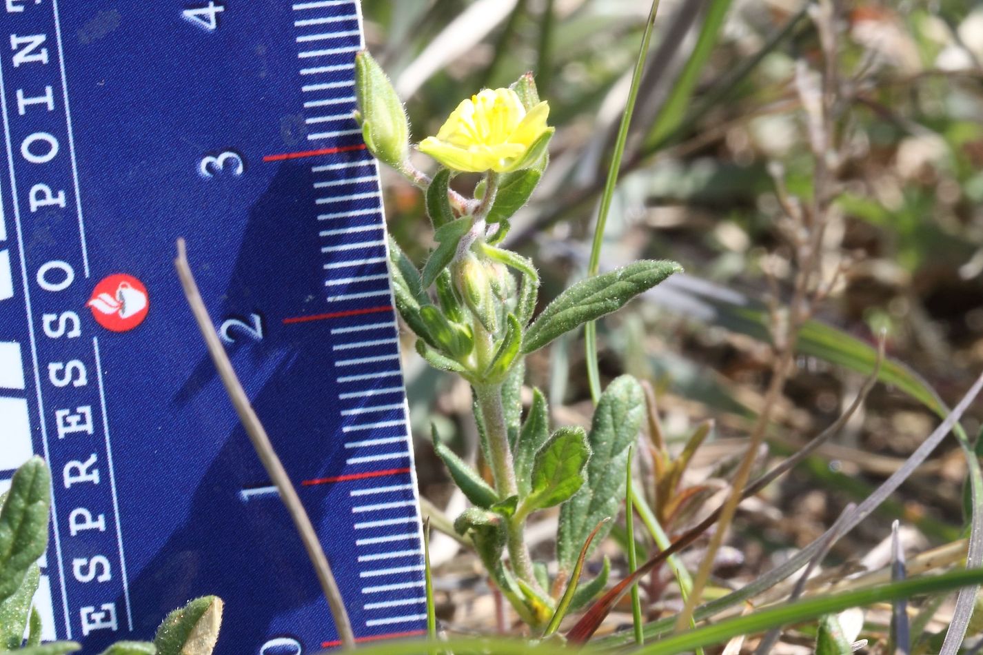 Helianthemum salicifolium / Eliantemo annuale