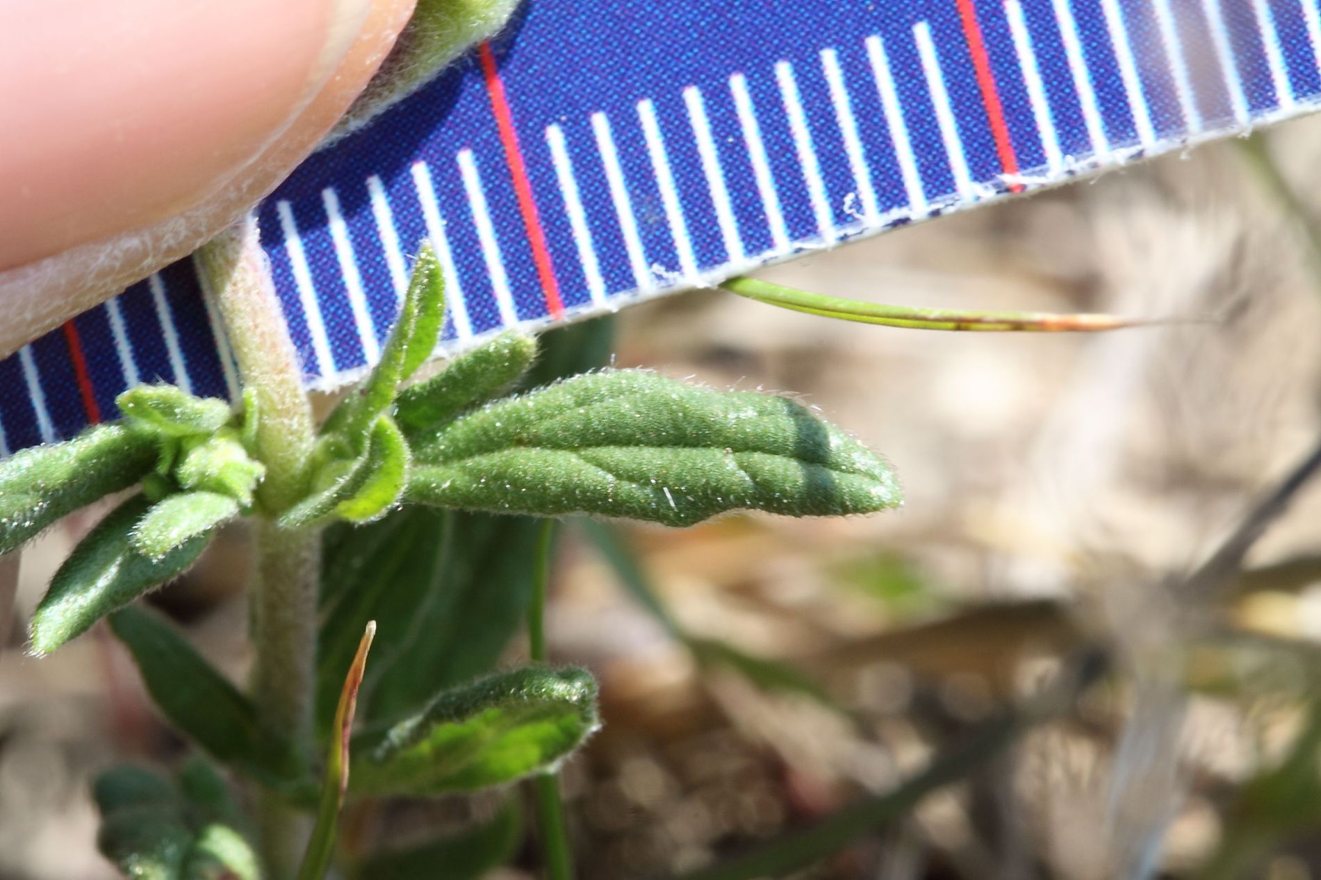 Helianthemum salicifolium / Eliantemo annuale