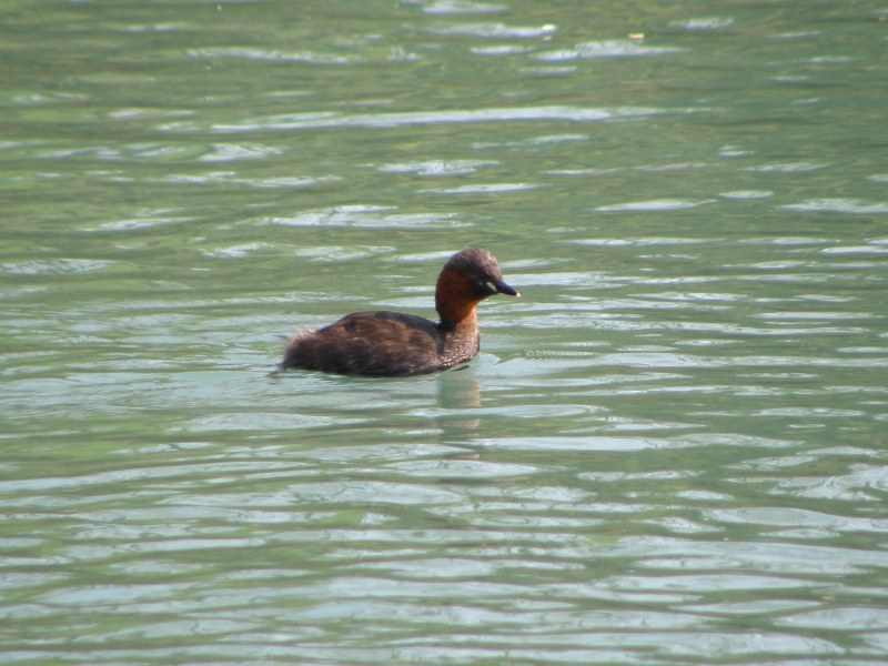 I laghetti di Portonovo